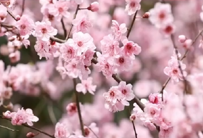 【抖音】赤壁之春 花的世界