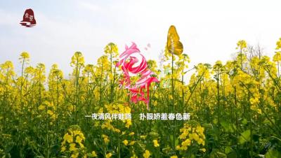 V视 | 赤壁：花开疫散