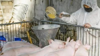 国家三部门出台扶持政策促进生猪稳产保供
