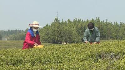 【实时动态】凭“证”入园 春茶生产忙