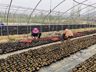 草花基地抢抓晴好天气移栽忙