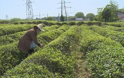 赤壁：刘季秋38年手工制茶练就绝活 上千次高温翻炒造就品质