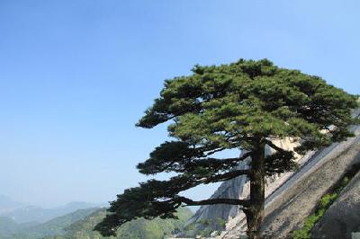 【老兵文化】故乡苍松赋