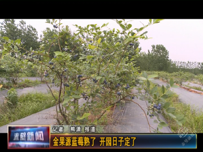 金果源蓝莓熟了，开园日子定了！