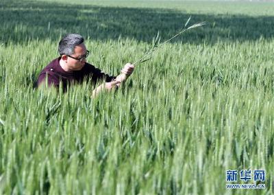 习近平总书记关切事丨新农事、新希望——夏收前田间新动态扫描 