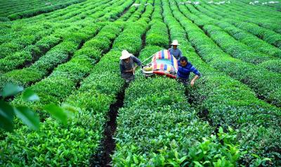 【纪检人·镜头】万物葱茏夏已至