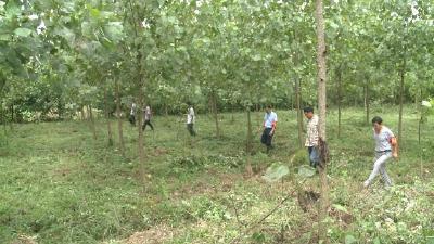 赤壁凯迪绿色能源开发有限公司：履行社会责任 主动参与防汛