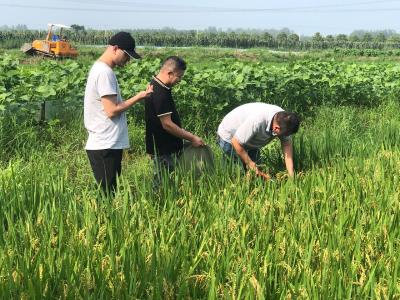 赤壁：多措并举备战夏粮收购