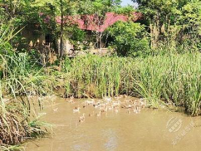 饶水发：水鸭声声“唤”出幸福生活