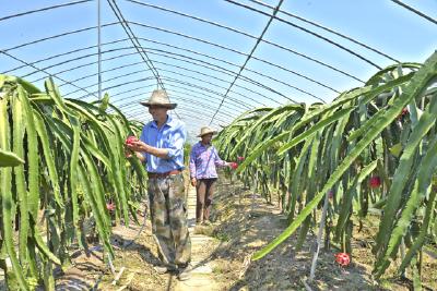 金果源鲜果大丰收 果农忙碌喜采摘