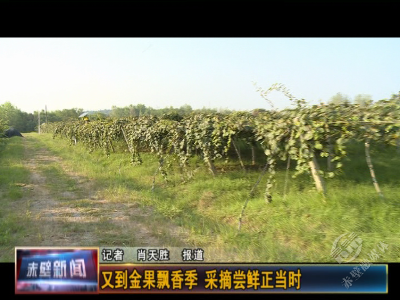 又到金果飘香季 采摘尝鲜正当时