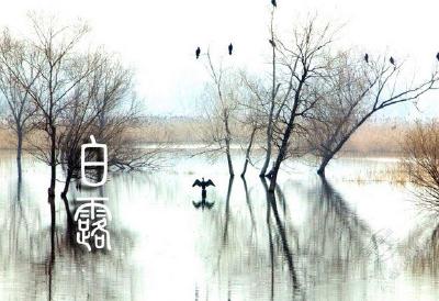 美文 | 白露为霜