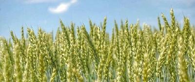 湖北粮食生产“稳”字当头 力争小麦播种面积稳定在1600万亩