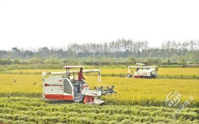 端稳饭碗 幸福满满 赤壁市夯实粮食生产发展基础