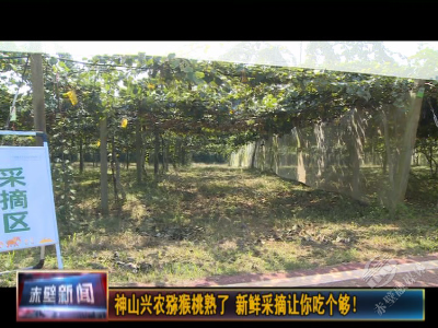 神山兴农猕猴桃熟了！新鲜采摘让你吃个够