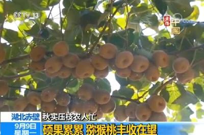 V视 | 2019年央视《湖北赤壁：秋实压枝农人忙 硕果累累 猕猴桃丰收在望》