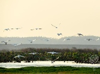 美图｜东港湖——候鸟的天堂