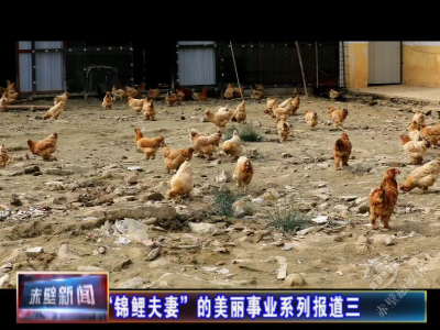 “锦鲤夫妻”的美丽事业系列报道③ | 搅活贫困村经济 带富众邻里乡亲