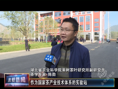 赤壁青砖茶高质量发展专家访谈 | 陈勋:科学降氟 开发出年轻人喜欢的口味
