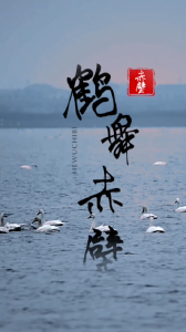 白鹤、小天鹅翔集赤壁东港湖