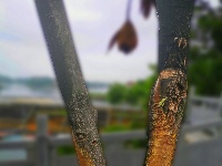 组图｜陆水湖风景区：手绘生态树