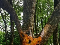 组图｜陆水湖风景区：手绘生态树