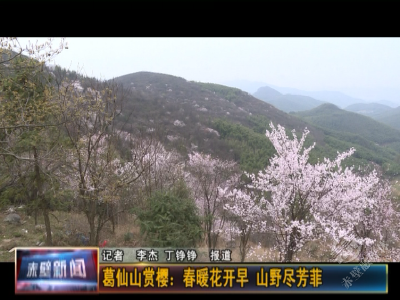 葛仙山赏樱：春暖花开早 山野尽芳菲