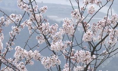 葛仙山樱花盛开 请文明赏花