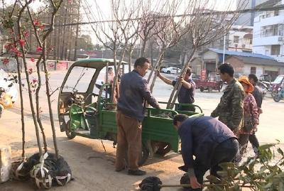 赤壁苗木市场销售旺