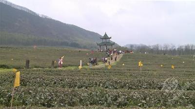 羊楼洞茶场：以茶兴旅 以旅促茶 推进茶旅融合发展