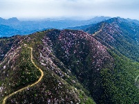 美图 | 葛仙山野樱绽放