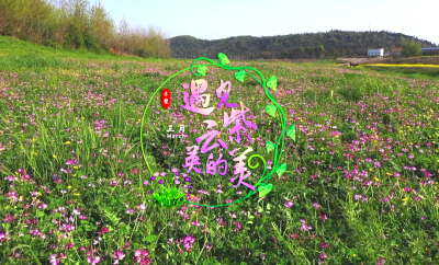 春到赤壁花满城 | 赤壁：三月遇见紫云英的美