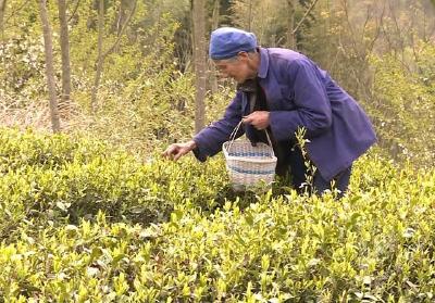 葛仙山生态茶园春茶开采