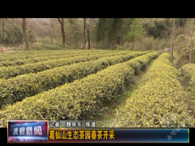 葛仙山生态茶园春茶开采