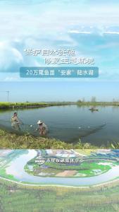 增殖放流 20万尾鱼苗“安家”陆水湖