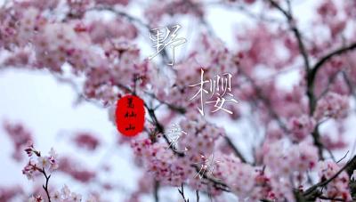 春到赤壁花满城 | 葛仙山野樱盛开 山花烂漫