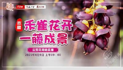 花开荆楚│赤壁禾雀花开正当时  紫藤谷邀您“云赏花”