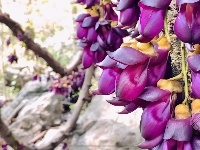 组图丨禾雀花开 一藤成景