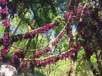 组图丨禾雀花开 一藤成景