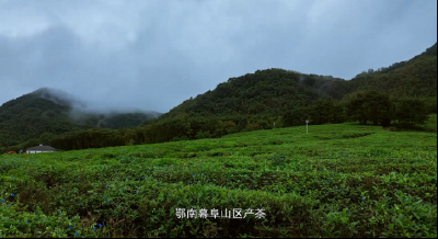 寻万里茶道 “洞”茶今昔