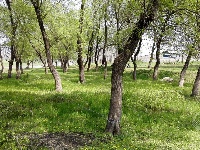 组图丨赤壁镇九毫堤村：有草地、有树林、也有河流…