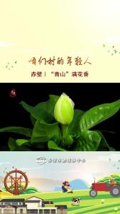 赤壁｜“青山”满花香