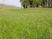 组图丨赤壁镇九毫堤村：有草地、有树林、也有河流…