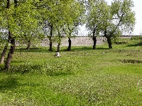 组图丨赤壁镇九毫堤村：有草地、有树林、也有河流…