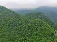 组图丨绿满山野的官塘驿林场