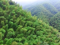 组图丨绿满山野的官塘驿林场