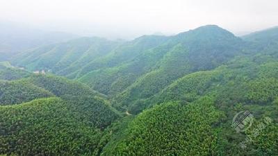 山水赤壁 | 赤壁唯一国有林场：绿满山野 处处皆画卷