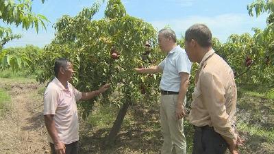 赤壁：加强田间技术指导 助力果农增收致富