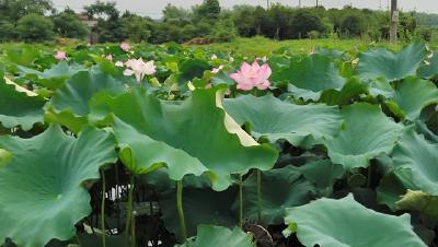 【图文】沧湖生态农业开发区：荷花绽放美如画