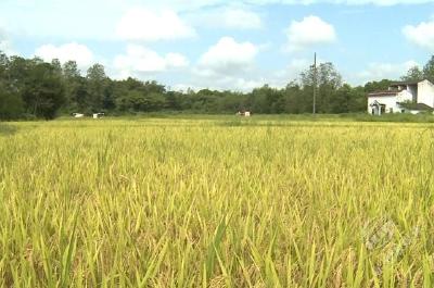 赤壁：150台收割机抢收再生稻 确保颗粒归仓